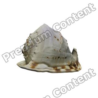 Sea Shell Base 3D Scan